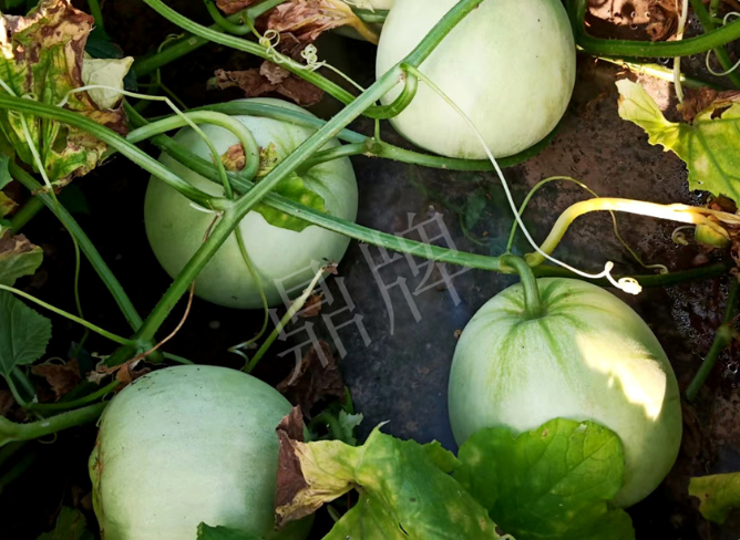 蔬菜種子種植戶客戶點評-種植這個品種，謹防小偷?。。?></a></div>
          <div   id=