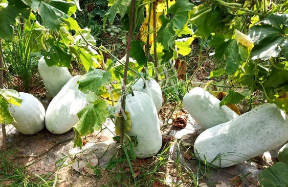 蔬菜種子種植戶客戶點(diǎn)評-驚訝！炎炎烈日下，小孩大聲喊：“大雪球！大雪球……”怎樣一回事？