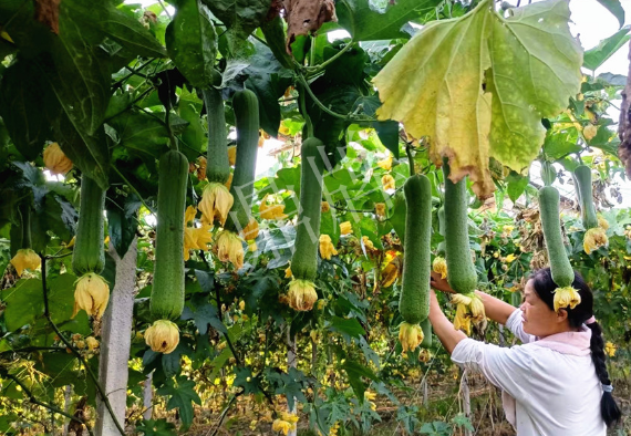 蔬菜種子種植戶客戶點(diǎn)評-8月，持續(xù)高溫下，這種絲瓜少見，少見！