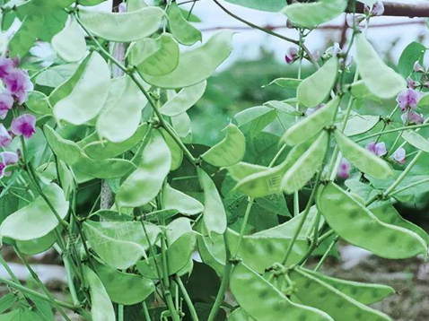 蔬菜種子種植戶客戶點評-鼎牌幫我度難關(guān)，決心助我大豐收！