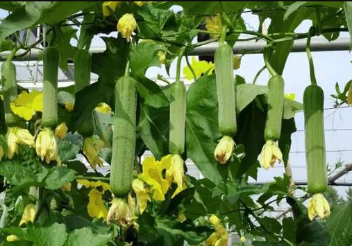 蔬菜種子種植戶客戶點評-每畝收入2萬元！這個絲瓜品種大受歡迎！