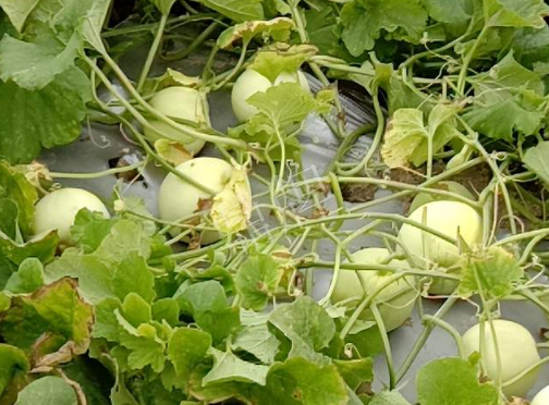 蔬菜種子種植戶客戶點評-種植甜瓜20年，這個品種讓我更省心！