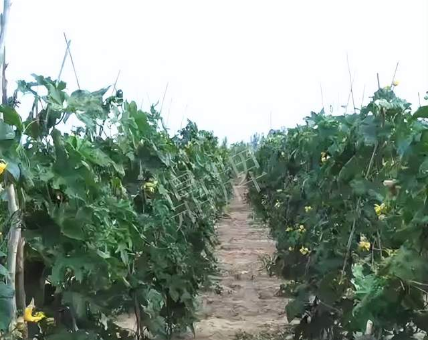 蔬菜種子種植戶客戶點評-種植這個品種，獲得高收入，老婆的功勞最大