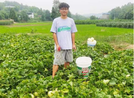 蔬菜種子種植戶客戶點評-甜瓜新品上市，每個賣9元，很暢銷！