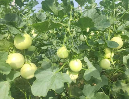 蔬菜種子種植戶客戶點評-種植這個新品種，我感到非常滿意！