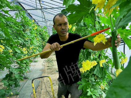 蔬菜種子種植戶客戶點評-這種絲瓜在法國，批發(fā)都是30元/kg