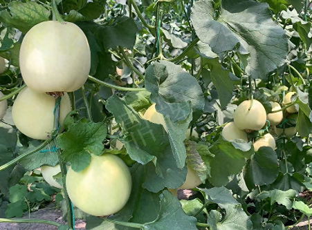 蔬菜種子種植戶(hù)客戶(hù)點(diǎn)評(píng)-“玉奶香2號(hào)”甜瓜，真的有那么好嗎？