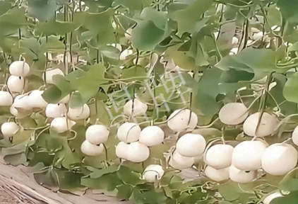 蔬菜種子種植戶(hù)客戶(hù)點(diǎn)評(píng)-現(xiàn)在的瓜菜價(jià)格不好，但我種植的優(yōu)質(zhì)甜瓜還是有好的收入！