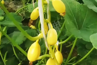 蔬菜種子種植戶(hù)客戶(hù)點(diǎn)評(píng)-一個(gè)特色品種種植戶(hù)的反饋，帶給大家的思考