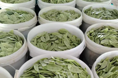 蔬菜種子種植戶(hù)客戶(hù)點(diǎn)評(píng)-時(shí)隔20年，我再種這個(gè)品種，大家來(lái)看看，怎么樣？