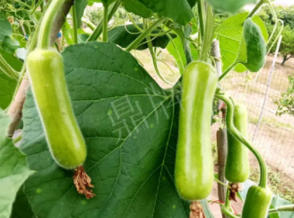 蔬菜種子種植戶客戶點(diǎn)評-科研人員發(fā)誓研究的一個(gè)抗高溫品種，您可能需要！