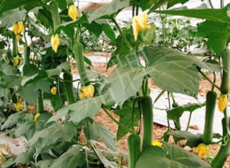 蔬菜種子種植戶客戶點(diǎn)評-一株結(jié)瓜30多個(gè)，價(jià)錢好，賺了！