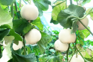 蔬菜種子種植戶客戶點(diǎn)評-丁老板說：種植這個(gè)品種，獲得了滿意的收入，確實(shí)“爽歪歪”