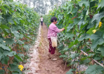 蔬菜種子種植戶客戶點(diǎn)評-85歲老奶奶，還是種植基地的領(lǐng)頭人，做的怎么樣？一起去看看…
