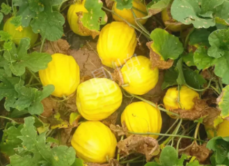蔬菜種子種植戶客戶點(diǎn)評-瓜農(nóng)說：“還得是這個(gè)品種?。　?，什么品種讓種植戶如此感慨？