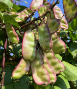 蔬菜種子種植戶客戶點(diǎn)評(píng)-價(jià)格好得讓種植者笑咪咪的，這個(gè)神奇的品種在霜降后還是串串結(jié)莢！