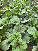 蔬菜種子種植戶客戶點(diǎn)評(píng)-第一次種植這種菜，現(xiàn)在可以上市了，大家?guī)臀医ㄗh一下，能賣個(gè)什么價(jià)格？