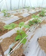蔬菜種子種植戶客戶點(diǎn)評(píng)-超早！超早！我的扁豆2月15日“逆季”上市……
