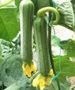 蔬菜種子種植戶客戶點(diǎn)評(píng)-這瓜，太美了！太美了！但我這個(gè)老菜農(nóng)……唉！
