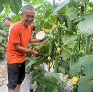 蔬菜種子種植戶客戶點(diǎn)評(píng)-干農(nóng)業(yè)，有喜悅嗎？有的，請(qǐng)看！