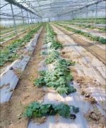 蔬菜種子種植戶客戶點(diǎn)評(píng)-三倍體絲瓜到底是斷頭好？還是不斷頭好？看看這位老板的做法……