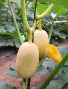 蔬菜種子種植戶客戶點(diǎn)評(píng)-瓜菜價(jià)格不好，太卷了！看一位種植大戶穩(wěn)穩(wěn)賺錢的經(jīng)驗(yàn)…