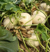 蔬菜種子種植戶客戶點(diǎn)評(píng)-我種植的這個(gè)品種，稱得上“白馬王子”，與大家分享！