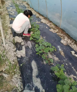 蔬菜種子種植戶客戶點(diǎn)評(píng)-我想要一個(gè)抗高溫又品質(zhì)優(yōu)良的甜瓜品種，終于找到了！
