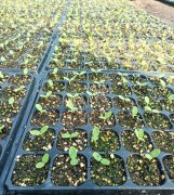 蔬菜種子種植戶客戶點(diǎn)評(píng)-高溫+病毒，雙重暴擊！今年種植這個(gè)品種能賺錢嗎？